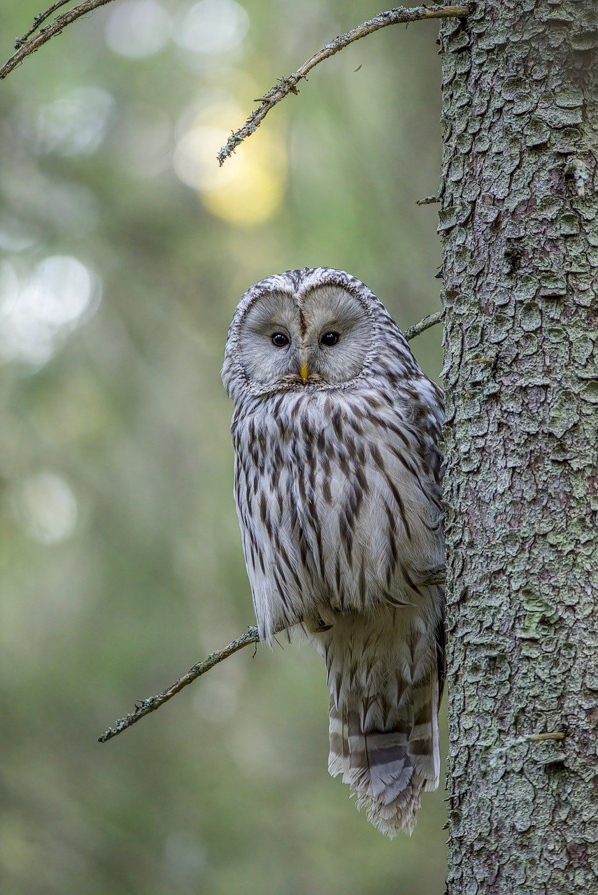 ural owl, carnivore, bird watching-8303756.jpg